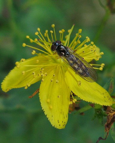 slanke_driehoekzweefvlieg_vrouw_op_sint-janskruid_natuurlijk_utrecht_15092011_(2)