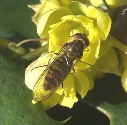 snorzweefvlieg_vrouw_op_wintermahonia_meerkerk_27022008