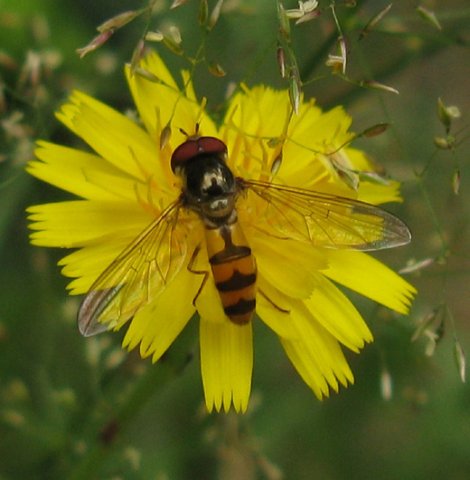 stomp_elfje_man_op_kleine_leeuwentand_natuurlijk_brabant_04072009
