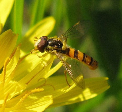 zandlanglijf_man_op_kleine_leeuwentand_natuurlijk_brabant_25042009