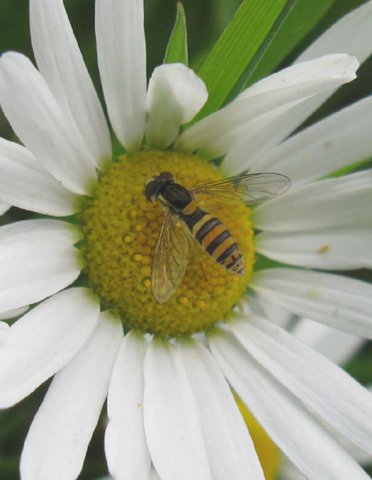 zandlanglijf_vrouw_op_reukeloze_kamille_natuurlijk_brabant_01082011