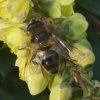 blinde_bij_vrouw_op_wintermahonia_meerkerk_24022008
