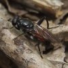 bloedrode_bladloper_man_zouweboezemgebied_31052008