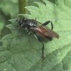 bloedrode_bladloper_vrouw_zouweboezemgebied_28052008
