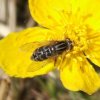 bokserwaterzweefvlieg_man_op_gewone_dotterbloem_zouweboezemgebied_22042008