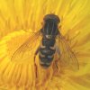 bokserwaterzweefvlieg_man_op_paardenbloem_zouweboezemgebied_12042009