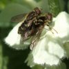 bokserwaterzweefvlieg_paring_op_witte_dovenetel_zouweboezemgebied_05052008