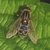 bokserwaterzweefvlieg_vrouw_lingebos_30042009