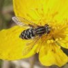 bokserwaterzweefvlieg_vrouw_op_gewone_dotterbloem_zouweboezemgebied_22042008