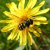 bollefopwespperlenbachtal25052019
