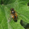 bosbijvlieg_man_vianen_07072011