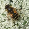 bosbijvlieg_vrouw_op_zevenblad_achtertuin_meerkerk_02062008