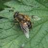 bosbijvlieg_vrouw_zouweboezemgebied_24042008