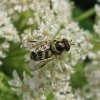 bretel-wimperzweefvlieg_man_op_gewone_berenklauw_zouweboezemgbied_29062011