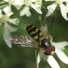 bretel-wimperzweefvlieg_man_op_gewone_berenklauw_zouweboezemgebied_09082008