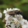 bruin_gitje_vrouw_op_duizendblad_zouweboezemgebied_24092008