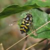 dennendidea_vrouw_natuurlijk_utrecht_01092011