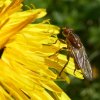 dennensapzweefvliegperlenbachtal25052019