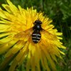 donkereveenzweefvliegperlenbachtal25052019