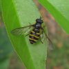 donkergele_bandzweefvlieg_vrouw_natuurlijk_utrecht_15092011