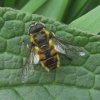doodskopzweefvlieg_man_avelingen_01052008