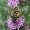 doodskopzweefvlieg_man_op_kruldistel_zouweboezemgebied_15062008