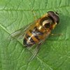 enkele-bandzweefvlieg_man_de_avelingen_02052008