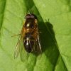 enkele-bandzweefvlieg_man_voornes_duin_04052008