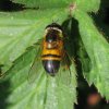 enkele-bandzweefvlieg_vrouw_natuurlijk_brabant_11052011