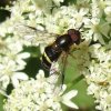 geelbandwimperzweefvlieg_man_op_gewone_berenklauw_zouweboezemgebied_05082008