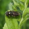 gewone_langsprietplatbek_de_avelingen_01052008_(1)
