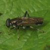 gewone_rode_bladloper_man_viaanse_bos_07092007