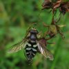 groene_didea_man_natuurlijk_utrecht_19092011