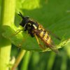 grote_fopwesp_vrouw_almkerk_12052009