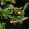 grote_fopwesp_vrouw_natuurlijk_brabant_23052011
