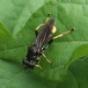 grote_gouden_bladloper_vrouw_zouweboezemgebied_21082007