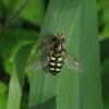 grote_kommazweefvlieg_vrouw_de_avelingen_schelluinen_25072011