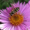 grote_kommazweefvlieg_vrouw_op_lila-herfstaster_voortuin_meerkerk_20092011