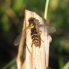 grote_langlijf_vrouw_beesd_211109