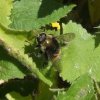grote_narcisvlieg_man_zouweboezemgebied_12052008