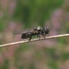 heidegitje_vrouw_natuurlijk_utrecht_15092011
