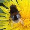 hommelbijvlieg_vrouw_op_paardenbloem_zouweboezemgebied_16042008