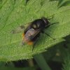 hommelreus_man_fort_everdingen_01052009