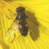 puntbijvlieg_man_op_gele_lis_zouweboezemgebied_24052008