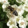 puntbijvlieg_vrouw_op_meidoorn_lingebos_08052008