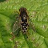 rechte_waterzweefvlieg_man_fort_everdingen_05052011
