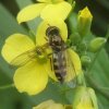 scheefvlek-platvoetje_vrouw_op_koolzaad_zouweboezemgebied_02102007