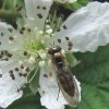 slanke_driehoekzweefvlieg_vrouw_op_dauwbraam_zouweboezemgebied_17102011