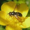 slanke_platbek_vrouw_op_kruipende_boterbloem_vechtplassengebied_23052009