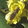 snorzweefvlieg_vrouw_op_wintermahonia_meerkerk_27022008